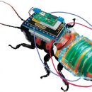사이보그 바퀴벌레를 개발한 일본 이미지