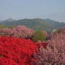 전주교육대학교전주부설초등학교 | [전주 꽃놀이] 완산 칠봉 꽃동산 4월 20일 실시간 개화 상황 겹벚꽃 만개 주차