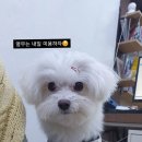 슈에뜨시앙 이미지