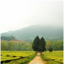 보성야생화 이미지