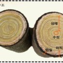 참옻지장수연구소
