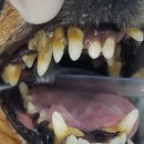 하누동물병원 이미지