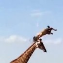 Amazing weapons of animal 이미지