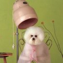 한강동물병원 이미지