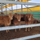 정수목장 이미지