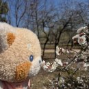 한밭수목원 서원 | 260319 대전 매화 명소 한밭수목원 실시간 개화 현황 (서원 정비 정보 필독!)