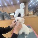 이지애견미용학원