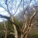 영동 반야사 500년된 배롱나무 이미지