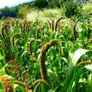 그리운 언덕 이미지