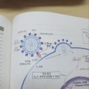 [2023심화/통합] 2권 13장 바이러스 및 원핵생물의 분자생물학 p.289 HIV 이미지