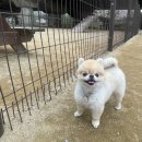 금곡동반려견놀이터 이미지