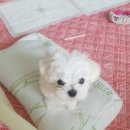 이소퍼피