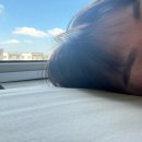 왈왈이 이미지