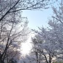 장안벚꽃길 이미지