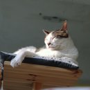 [울산] 고양이 카페 모카고양이 추천추천 ~ ＜고양이 사진짱많음＞ 이미지