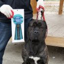 한국참피온 이미지