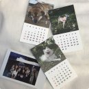 파이리코 이미지