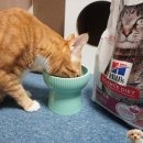 연어의맛 | 수의사 추천 믿고 먹이는 힐스 신제품! 연어맛 고양이사료 후기