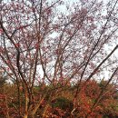 2016년 산수유나무 (촉조(蜀棗), 山茱萸나무) 이미지