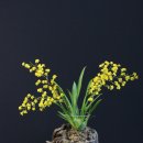 환타지아 이미지