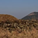 오름나그네 이미지