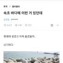 속초 바다에 이런 거 있던데.. 이미지