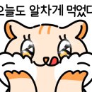 마돈가제트