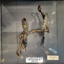 섬강자전거길(섬강살리기) | 2025년 11월 원주 법천사(法泉寺)의 국보 지광국사 현묘탑(智光國師 玄妙塔)