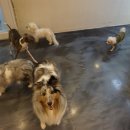 은봉애견 이미지