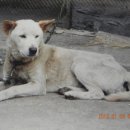 백구로-1 이미지