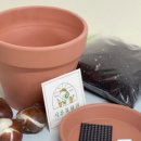 샤론  꽃  화원 이미지