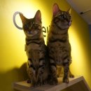 캣틀리에 이미지