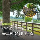 곡교천길 | 아산 가볼만한 곳 1,000원으로 데이트 가능한 곡교천 은행나무길