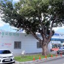 느티나무 이미지