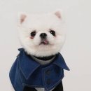 그레잇도그