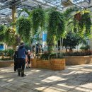 영광잔디 이미지