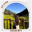 개화전기충전소 | 제주도 서귀포 유채꽃 중문 엉덩물계곡 제주 유채꽃 개화시기