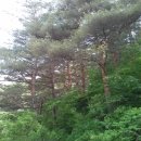 황금소나무 이미지