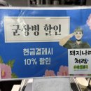 돼지갈매기 이미지