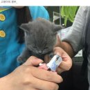 강아지와 고양이 이미지