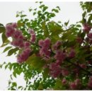 5월9일 탄생화 겹벚꽃 (Prunus) 이미지