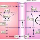 Re:Metabolism of ketone bodies during exercise and training: physiological basis for exogenous supplementation 이미지