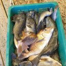 황금좌대 이미지