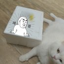최고의 마블링에 깊고 고소한 맛! 장흥 표고 한우 1+등급 육즙가득 풍미좋은 꽃등심 후기 :D