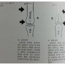 관절 구르기-미끄럼(Joint Roll-Gliding)과 볼록-오목 규칙(Convex-Concave Rule) 이미지