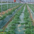 원호농장 이미지