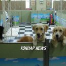 행복한 멍이세상 이미지