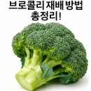 장해농장 | 브로콜리 재배 방법 총정리!｜심는 시기, 심는 방법, 수확 시기까지