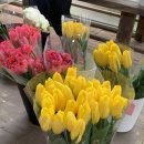 모아아울렛 | 🌸 [1탄] 식집사들의 성지! 용인 남사 화훼단지 투어 (남사화훼집하장 &amp; 예삐플라워아울렛)