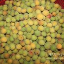 매실사랑펜션 이미지